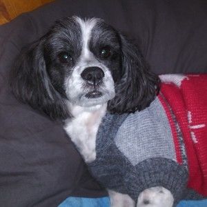 Meet your Posher, Emma